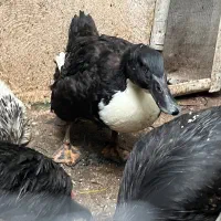 اردک و مرغ ،خروس پاپری کاکل دار