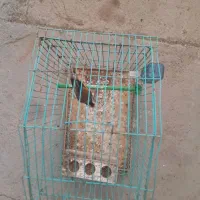 فروش دو عدد سره نر  تازه افتادن ب ریزخونی