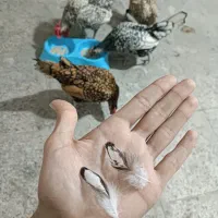 تخم نطفه دار سبرایت مینیاتوری پولک مرتب