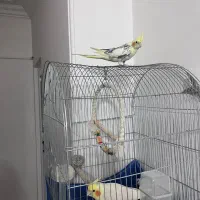 عروس هلندی|پرنده|قم, نخودی|دیوار