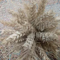 گندم گاسکوژن