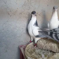 کبوتر رنگی|پرنده|قزوین, |دیوار