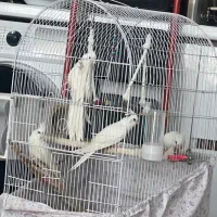 یک جفت عروس هلندی نروماده البینو سالم یک ساله