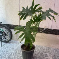 انواع گل فروش‌ ریر‌قیمت محلاتی|گل و گیاه طبیعی|تهران, افسریه شمالی|دیوار