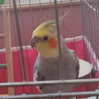 عروس هلندی سینامون