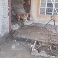 سگ ی|سگ|کبودرآهنگ, |دیوار