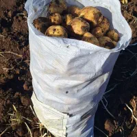 سیب زمینی سانتا