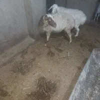 میش|حیوانات مزرعه|بیرجند, |دیوار