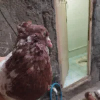 پرنده کفتر نر سرته مست