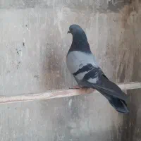 کبوتر|پرنده|قم, قلعه کامکار|دیوار