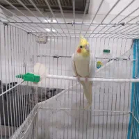عروس هلندی نر و ماده|پرنده|مشهد, نیزه|دیوار