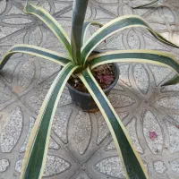 کاکتوس آگاو  و آلوورا|گل و گیاه طبیعی|شیراز, تحویلی|دیوار