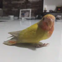 کوتوله سخنگو|پرنده|تربت جام, رضاآباد|دیوار