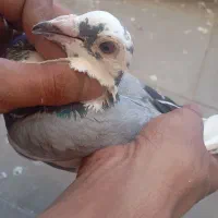 کبوتریاکفتر