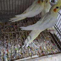 ۳عدد عروس هلندی جوجه