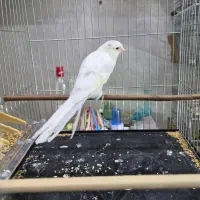 تعدادی قناری رسمی بلند