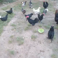 تخم مرغ نطفه دار|حیوانات مزرعه|رفسنجان, |دیوار