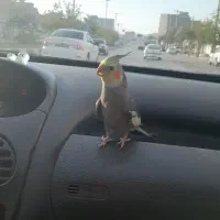 طوطی عروس هلندی گمشده|پرنده|بجنورد, |دیوار