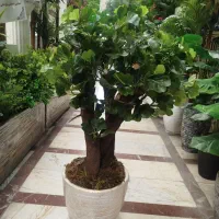 درختچه پرسیاوش ، کیفیت درجه 1،جشنواره 10%