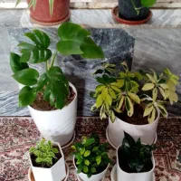 گل آپارتمانی