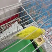 مرغ عشق ماده عتیقه