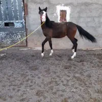 کره مادیون ۱سال نیم|اسب و تجهیزات اسب‌سواری|مشهد, ملک‌آباد|دیوار