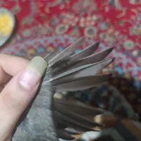 پرنده سهره