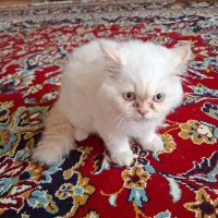 گربا نازی|گربه|بجنورد, |دیوار