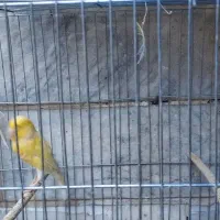 قناری نر و ماده|پرنده|ری, دیلمان|دیوار