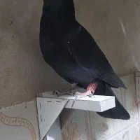 کفتر شهری ،چنگ موشی ،دمبی، طوقی|پرنده|طسوج, |دیوار