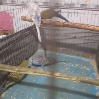 چهار مرغ عشق برا فروش سوسنگرد|پرنده|سوسنگرد, |دیوار