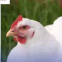 کمک راننده برای پخش مرغ