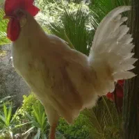 خروس سفید دونه ای 550