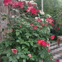 فروش باغ ویلا