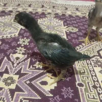 جوجه لاری اصیل