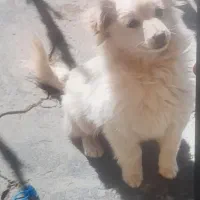 سگ اشپیتز ۴ ماهه فروشی شناسنامه ندارد