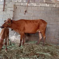 گاو جرسی با گوسالة مادة در شادگان
