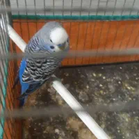 عروس هلندی و مرغ عشق|پرنده|کرمانشاه, |دیوار