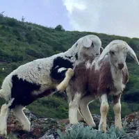 با خرید گوسفند زنده  در قرعه کشی شرکت کنید ارزان|حیوانات مزرعه|تهران, دریان‌نو|دیوار