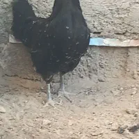 مرغ سیاه گلین
