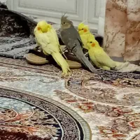 فروش عروس هلندی