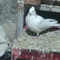 کبوتر|پرنده|نوشین شهر, |دیوار