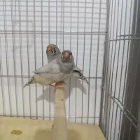 زبرا اروپایی و انگلیسی|پرنده|شیراز, حافظیه|دیوار