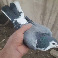 دمگیر نر  سینه دم پاک گلدم