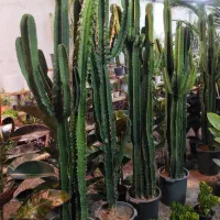 گل کاکتوس اینجنس گیاه مقاوم