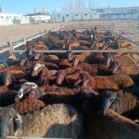 بره گوسفند قزل افشار اصل زنجان|حیوانات مزرعه|شیراز, باغ تخت|دیوار