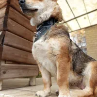 لباس سگ|لوازم جانبی حیوانات|تهران, پامنار|دیوار