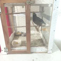 مرغ مینا سخنگو اصلی|پرنده|بیرجند, |دیوار