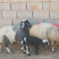 میش وبره|حیوانات مزرعه|بافق, |دیوار