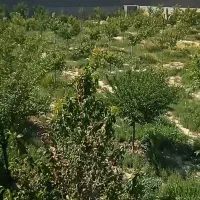 فروش باغ|فروش خانه و ویلا|مشهد, گنبدواز|دیوار